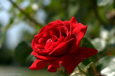 Red Roses Hd Images   SUPERHDFX