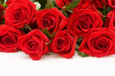 Explore Trends: Rose Wallpapers