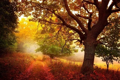 1024x768 Nature In Autumn Wallpapers