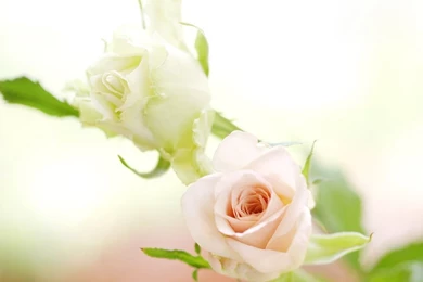 Flowers For Flower Lovers.: White Rose Desktop Hd Wallpapers.
