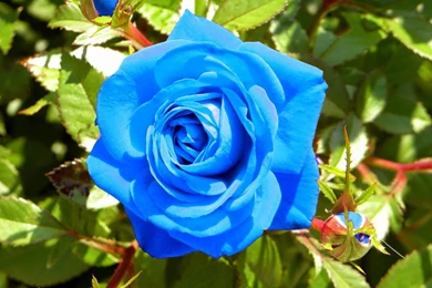 Blue Rose Desktop HD (high Defination) Wallpapers