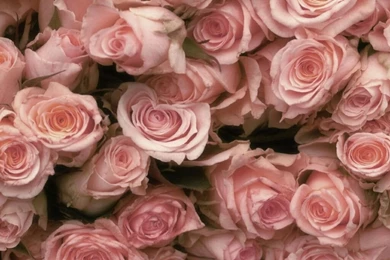 Flowers For Flower Lovers.: Rose Desktop Wallpapers.