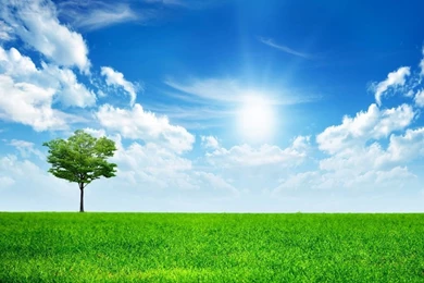 Green Nature Wallpapers