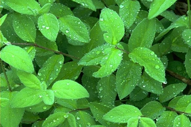 Lush Summer Wallpapers   Wonderful Green Nature Wallpapers 1024x768 ...