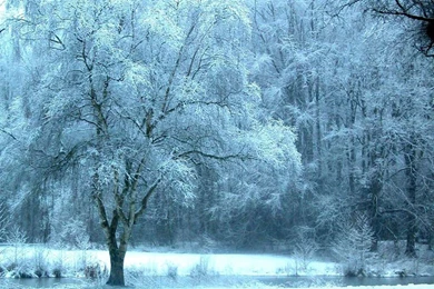 Winter Nature Wallpapers 2   Crazy Frankenstein