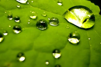 Nature Green Home Photo Backgrounds