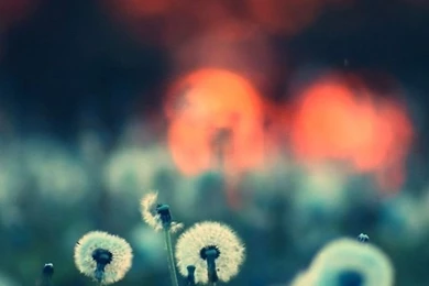 Most Popular Iphone Wallpapers HD Free To Download   Design Gab