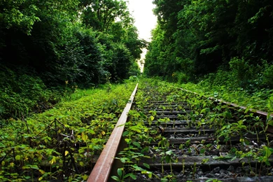 Green Forest Mac Wallpapers Download