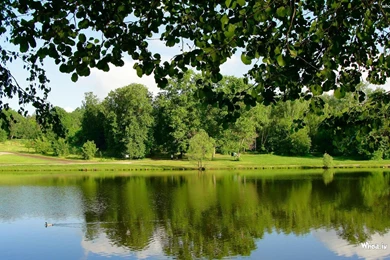 Natural forest hd 1080p x 720p desktop wallpapers