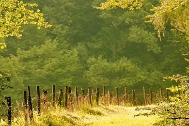 1080x1920 Tree Green Waterfall Nature Forest Wallpapers HD