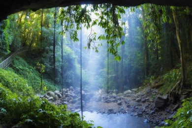 Rain Forest Wallpapers