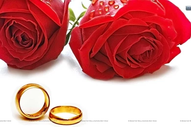 George Clooney, Amal Alamuddin, Marriage, Family, Rings >> HD ...