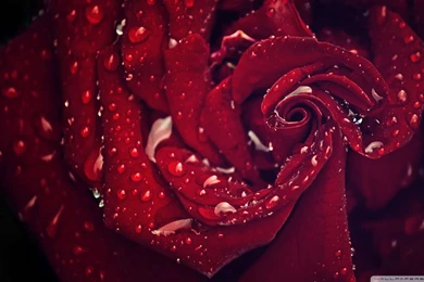 Love Flower Wallpapers 1080p HD