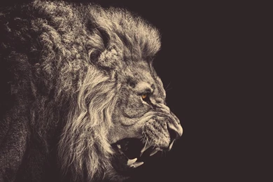 2560x1600 Lion Wallpapers HD, Desktop Backgrounds 2560x1600