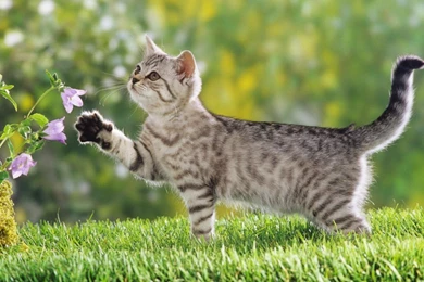 Cat Wallpapers   Splendid Wallpapers HD