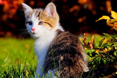 Cute Cat White N Black Hd Wallpapers Widescreen Download ...