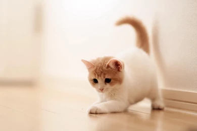 Cute Cats HD Wallpapers Gallery