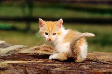 Widescreen Cat Wallpapers Wallpapers   HD Wallpapers 86409