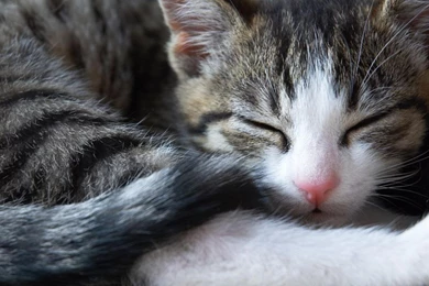 Animal Sleeping Cat Hd Wallpapers   (