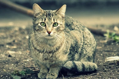 Cat Wallpapers 1920x1200 Wallpapers,other 1920x1200 Wallpapers ...