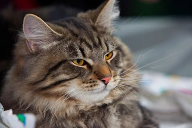 Top Fluffy Cat Wallpapers Widescreen Images For Pinterest