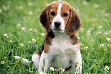 Desktop beagle puppy images download.jpg