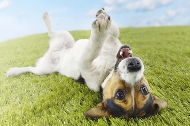 Top Free Puppy Wallpaper Images For Pinterest