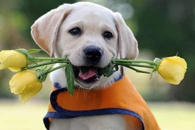 Puppy Computer Wallpapers, Desktop Backgrounds