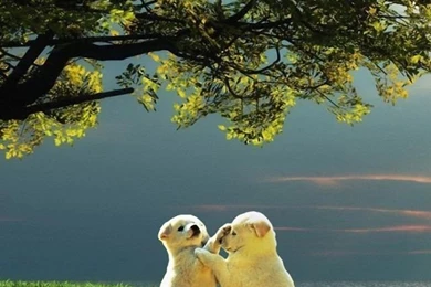 iPhone 4S, 4 Animals Wallpapers, Desktop Backgrounds HD Downloads ...