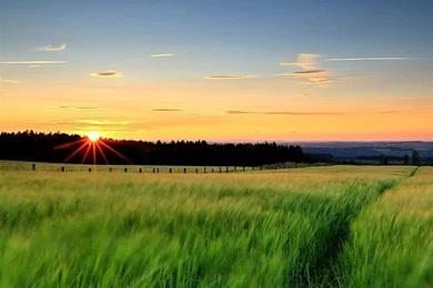 Nature Landscape, Green Grass, Wheat Fields, Sunset, Evening ...