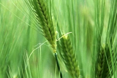 Nature Green Wheat iPhone 4s Wallpapers Download