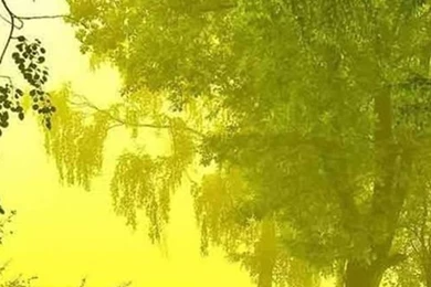 Nature Mist Forest Path iPhone 4s Wallpapers Download