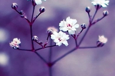 Nature Flowers Macro iPhone 4s Wallpapers Download