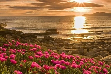 Sunset On Flower Field iPhone HD Wallpaper, iPhone HD Wallpapers ...