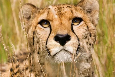 Cheetah, Face   Wallpapers – Yoyowall.com