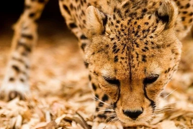 Cheetah Wallpapers Iphone Free Desktop Backgrounds And Wallpapers