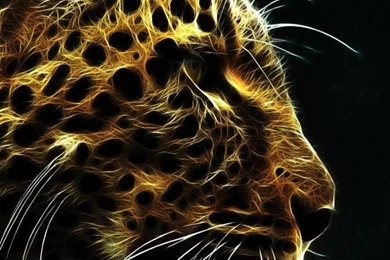 Top Cheetah High Definition Wallpaper Images For Pinterest