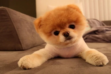 Top Cute Dog Hd Wallpaper Images For Pinterest