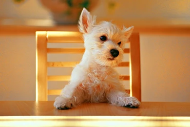 Cute Dog Sitting Wallpapers Picture