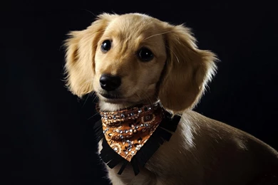 Cute Dog Hd Wdescreen Desktop Wallpapers Wallpapers At GetHDPic.com