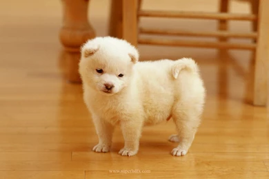 Cute dog hd free.jpg