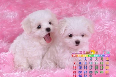 Top Download Cute Dog Wallpaper Images For Pinterest