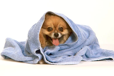 Cute Wallpapers For Desktop Hd ~ Elrinconcitodemaya