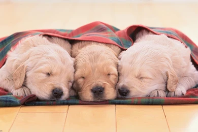 Sleeping Cute Dogs Desktop Backgrounds HD 1920x1080