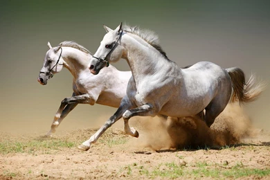 Running Horse HD Wallpapers Download