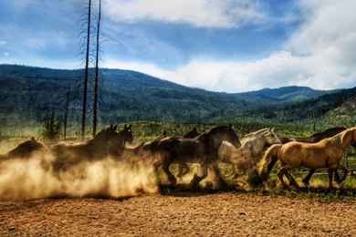 Wild Horse Wallpaper Images