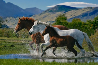 Horse Wallpapers High Resolution 16196   HD Wallpapers Site