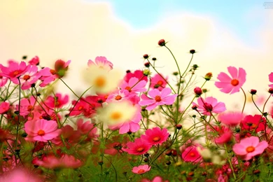 Download Pink Blossoms Wallpapers HD Desktop