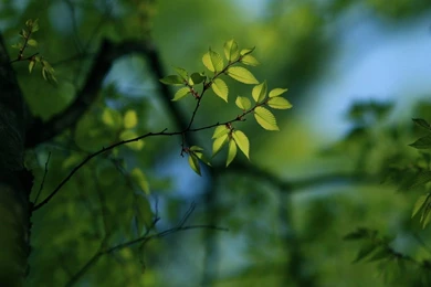 Top 1366x768 Nature Spring Images For Pinterest