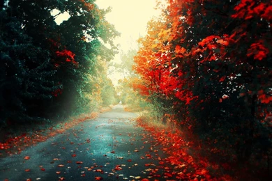 Colorful Autumn HD Wallpapers